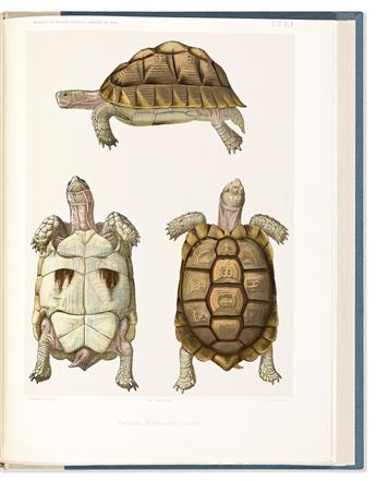 (TURTLES.) Louis Lortet. Observations sur les Tortues Terrestres et Paludines du Bassin de la Mediterranee.